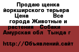 Продаю щенка йоркширского терьера  › Цена ­ 20 000 - Все города Животные и растения » Собаки   . Амурская обл.,Тында г.